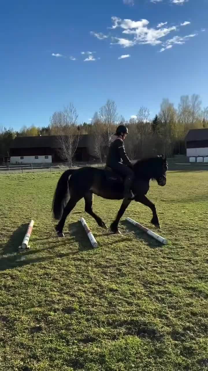 Allround hästar till salu: Underbar allroundhäst! - Video 2