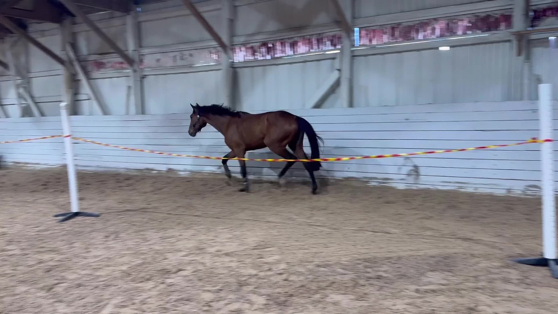 Hoppning hästar till salu: Fantastiskt sto - Video 1