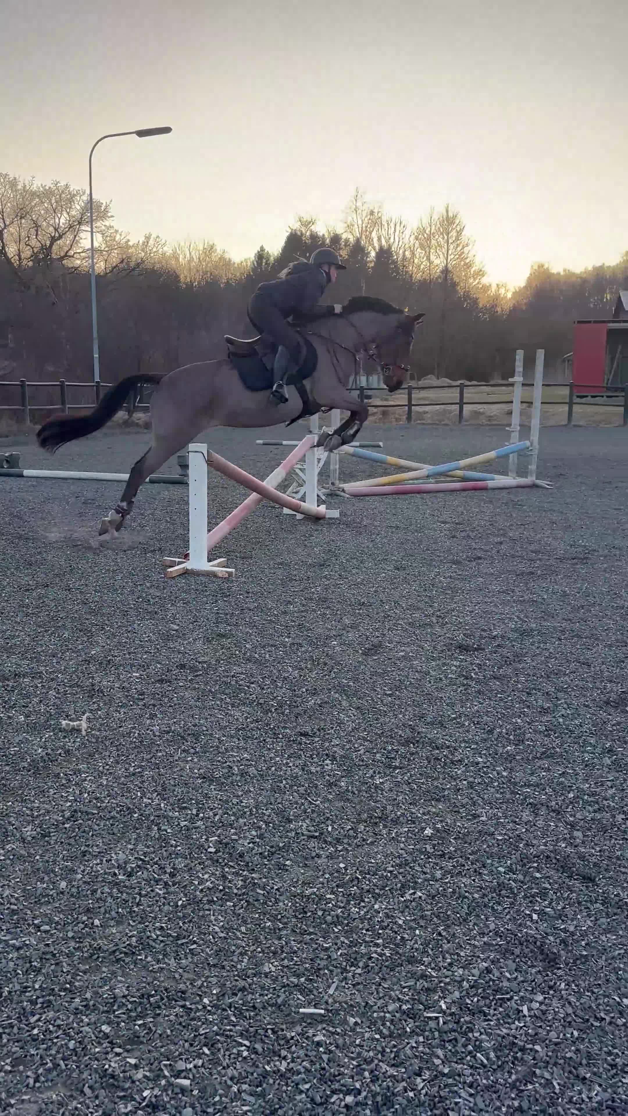 Allround hästar till salu: Ponny med stort hjärta❤️ - Video 4
