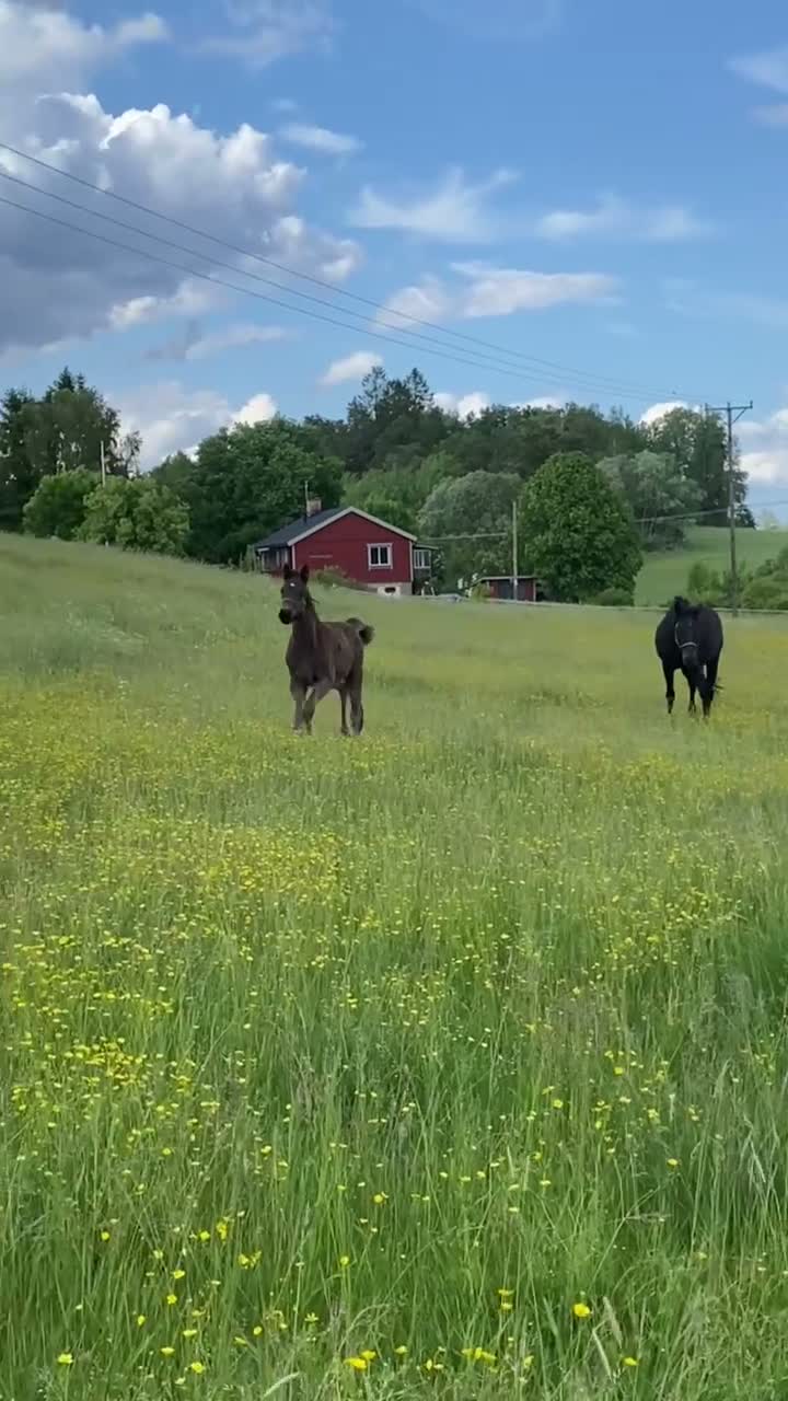 Dressyr hästar till salu: 2-årigt sto efter Racoon - Video 1