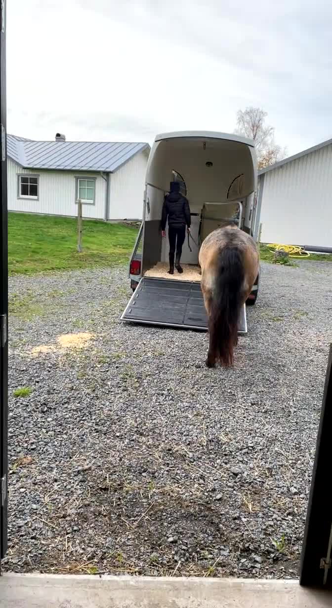 Allround hästar till salu: Trevlig allroundponny/första ponny i Åskloster - Video 2
