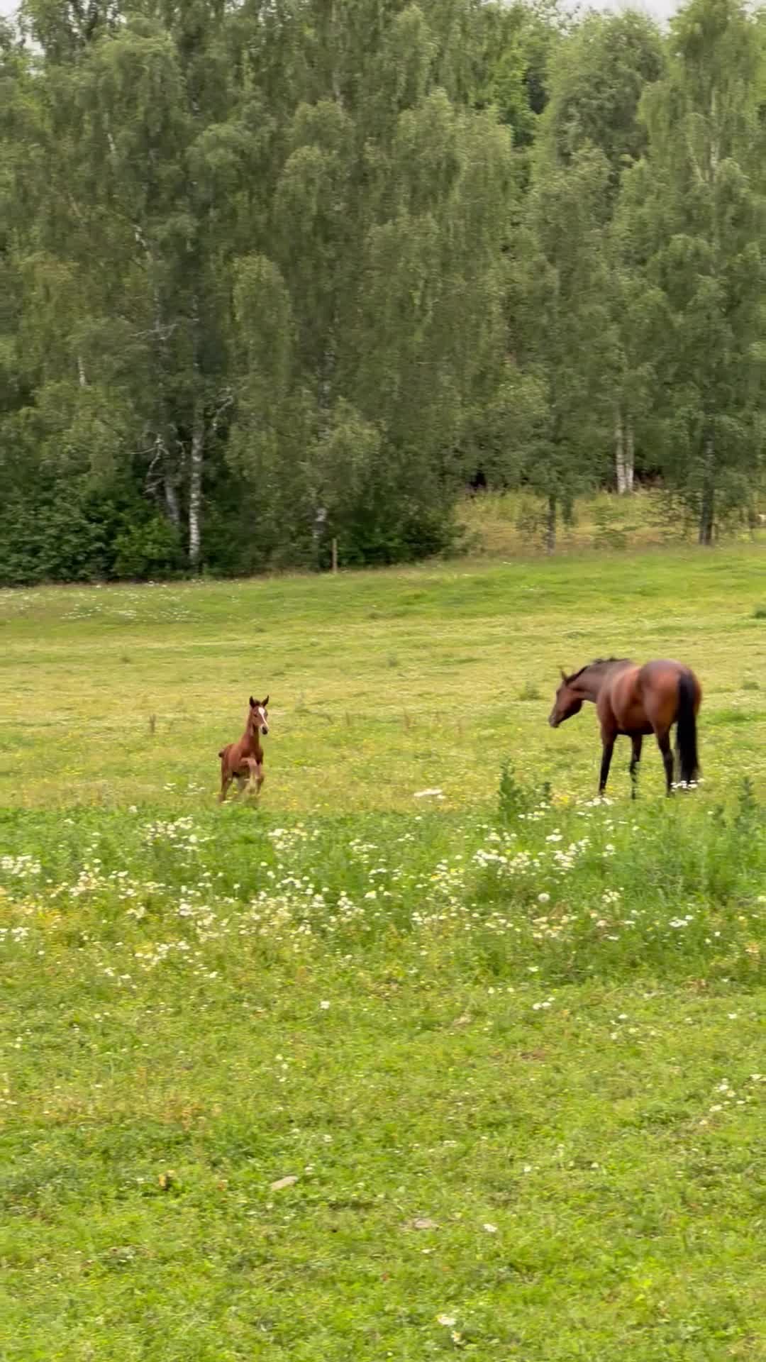 Hoppning hästar till salu: Hingstföl e. Aganix d’Amour - Copycat - A-dur - Video 2