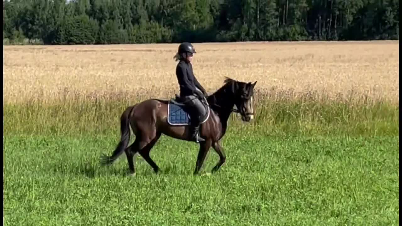 Dressyr hästar till salu: Ämne för framtiden - Video 1