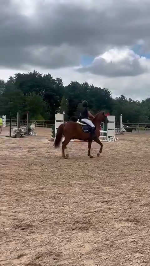 Hoppning hästar till salu: * RESERVERAD * Trevlig, välutbildad d-ponny i Viken - Video 1