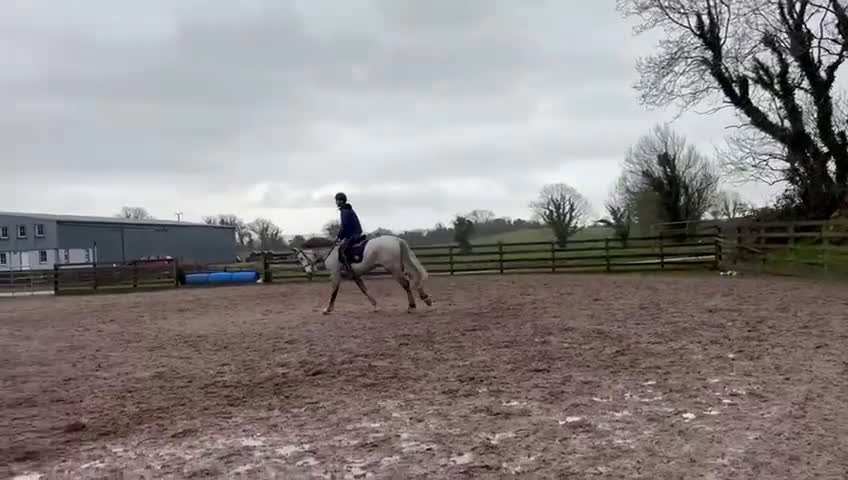 Allround hästar till salu: Irish sport horse  i Göteborg - Video 1