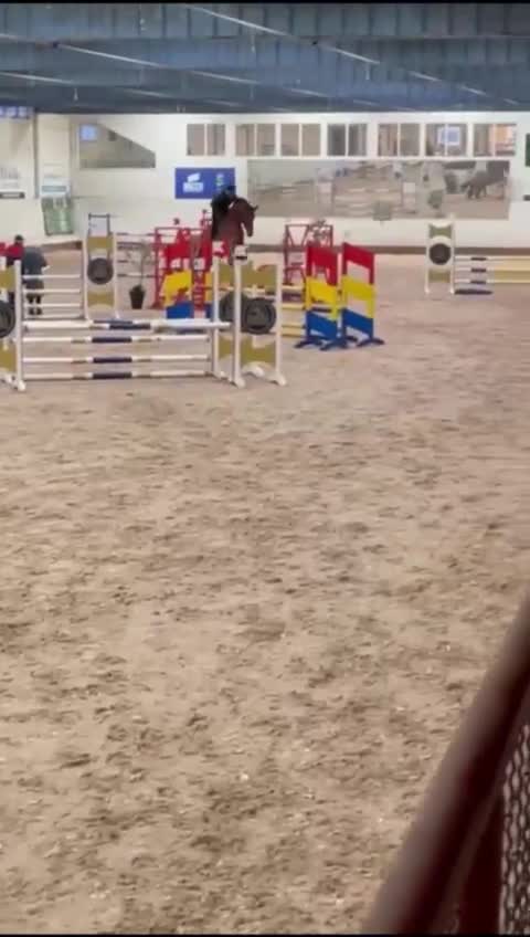 Dressyr hästar till salu: SWB 6 årig valack Hopp/Dressyr grundskolad - Video 5