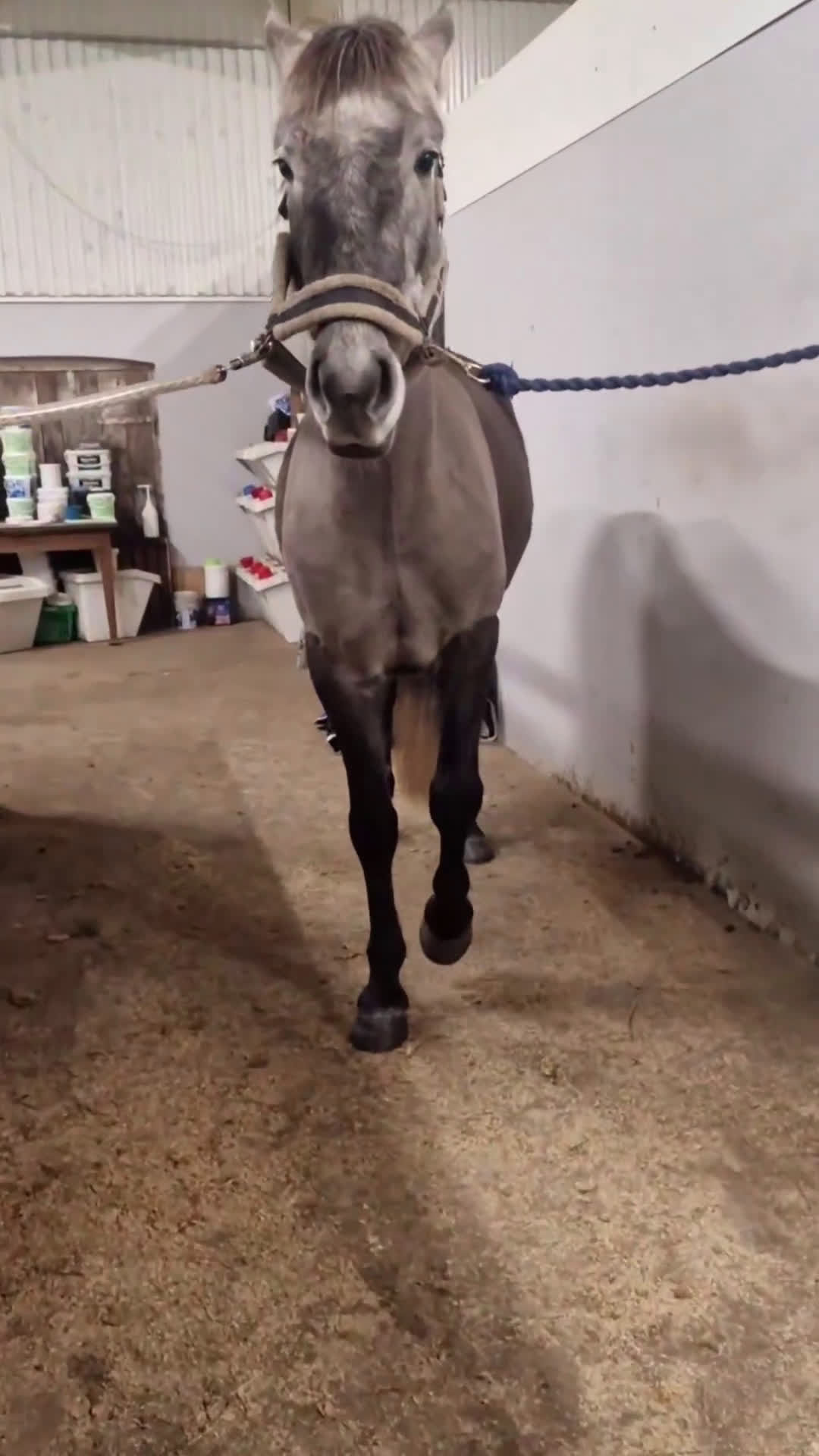 Allround hästar till salu: Allround ponny att forma själv🌟 - Video 2