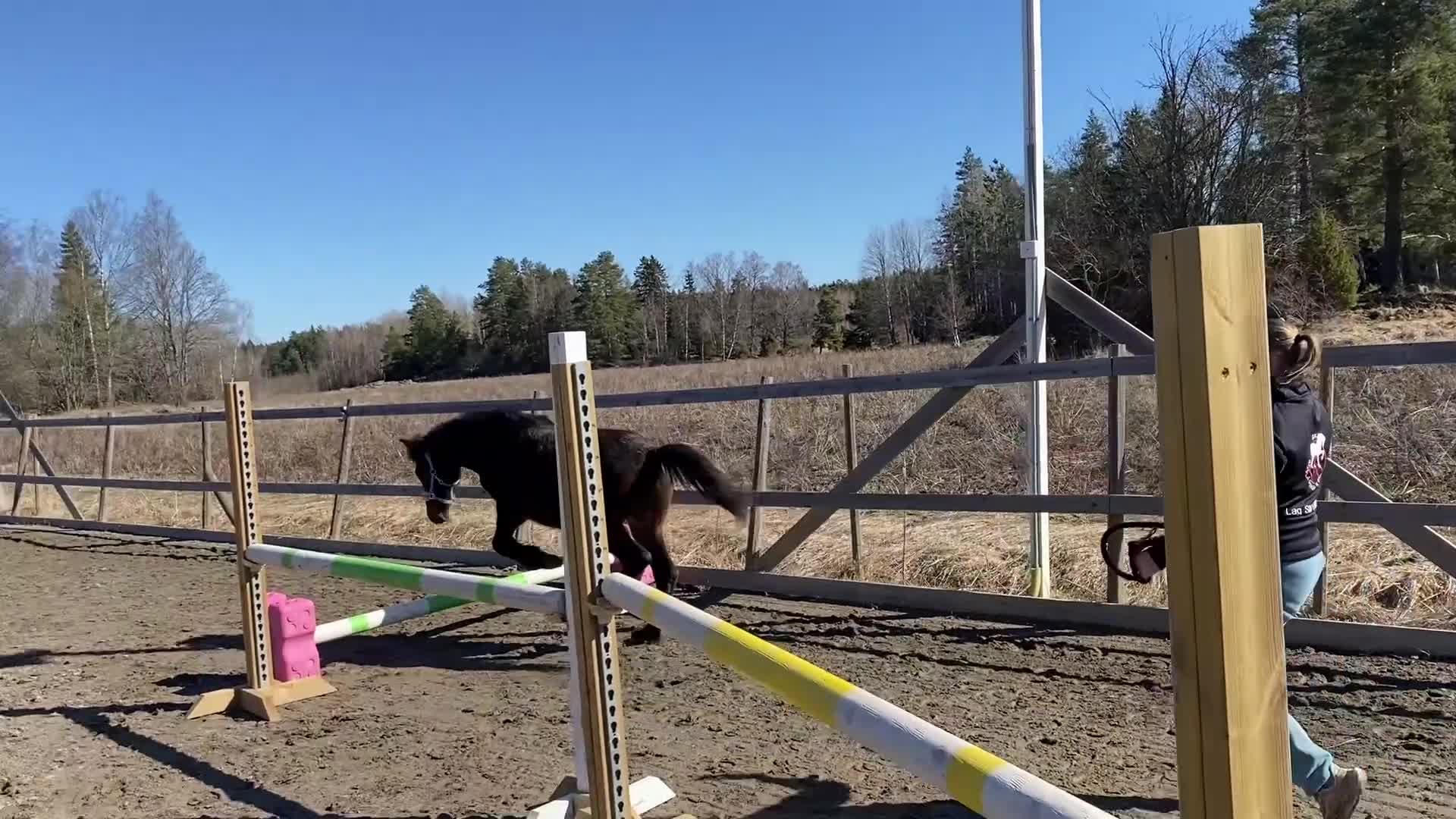 Fälttävlan hästar till salu: 1-årig valack efter Converse All Star - Video 2