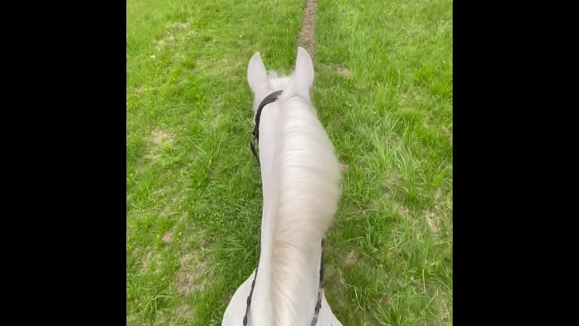 Allround hästar till salu: Snällt och mysigt sto 🌟 - Video 1