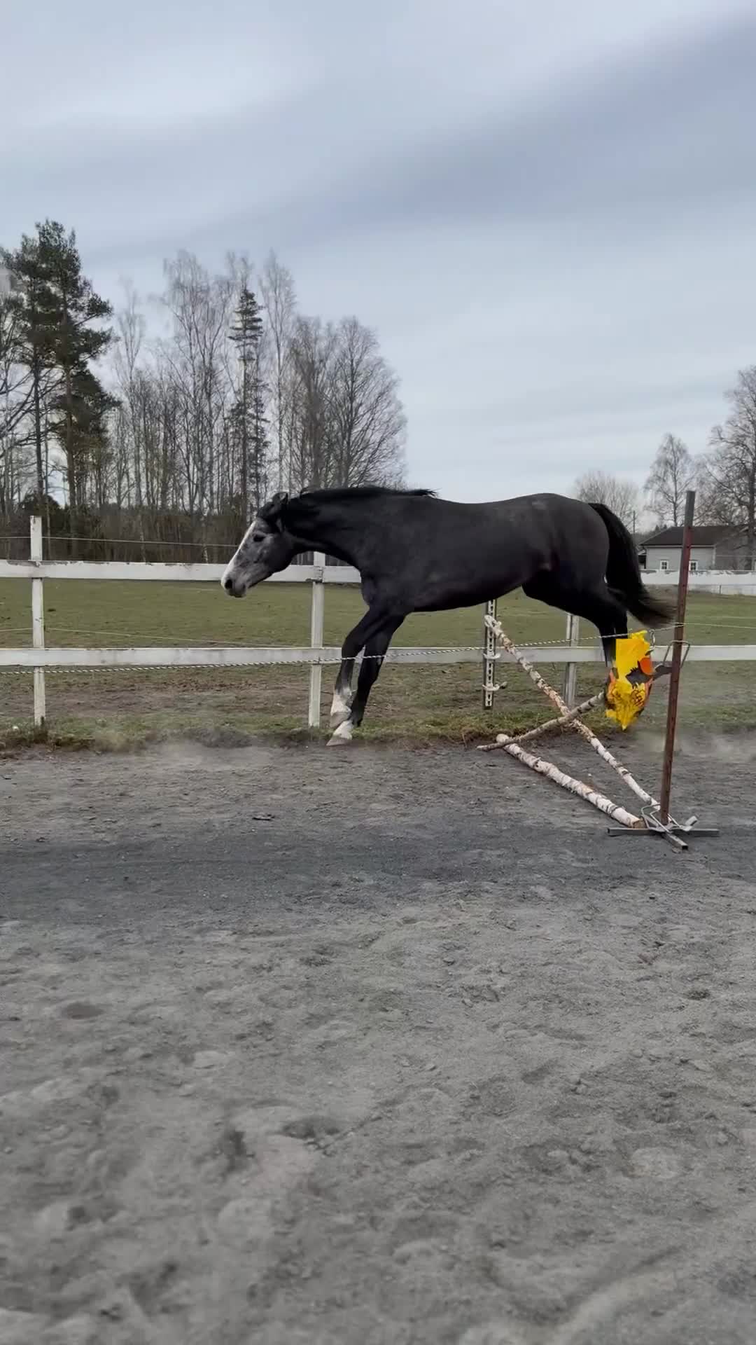 Allround hästar till salu: 3 årig Super  trevlig hingst - Video 3