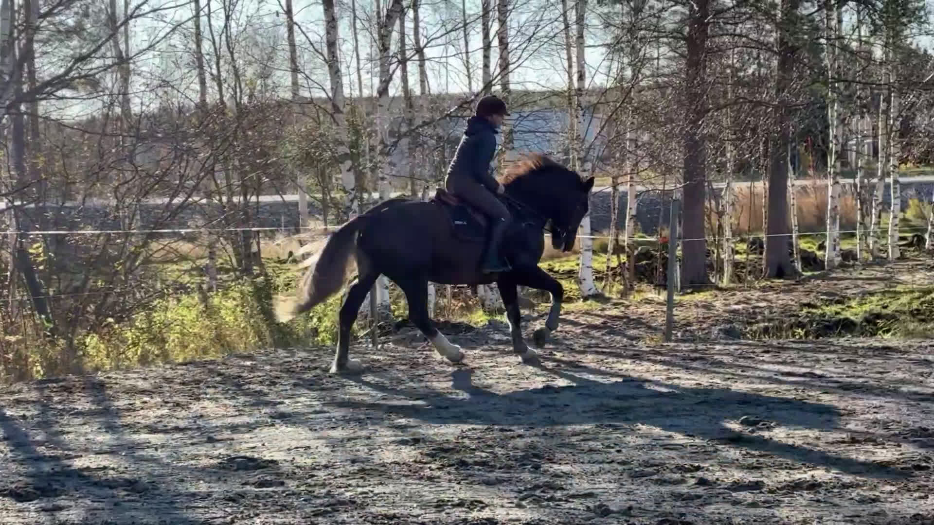 Allround hästar till salu: Irländskt sto i Vindeln - Video 5