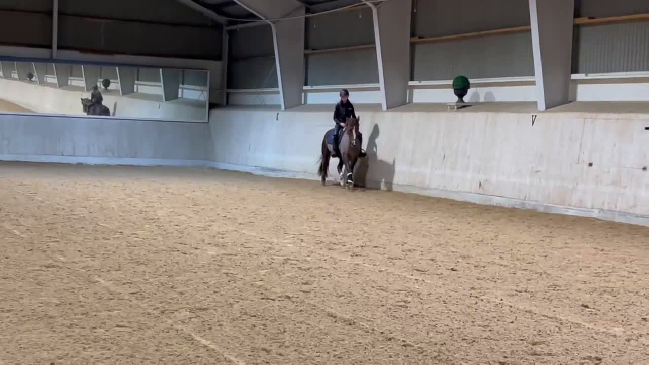 Allround hästar till salu: Stackarps Delphi i Vagnhärad - Video 3