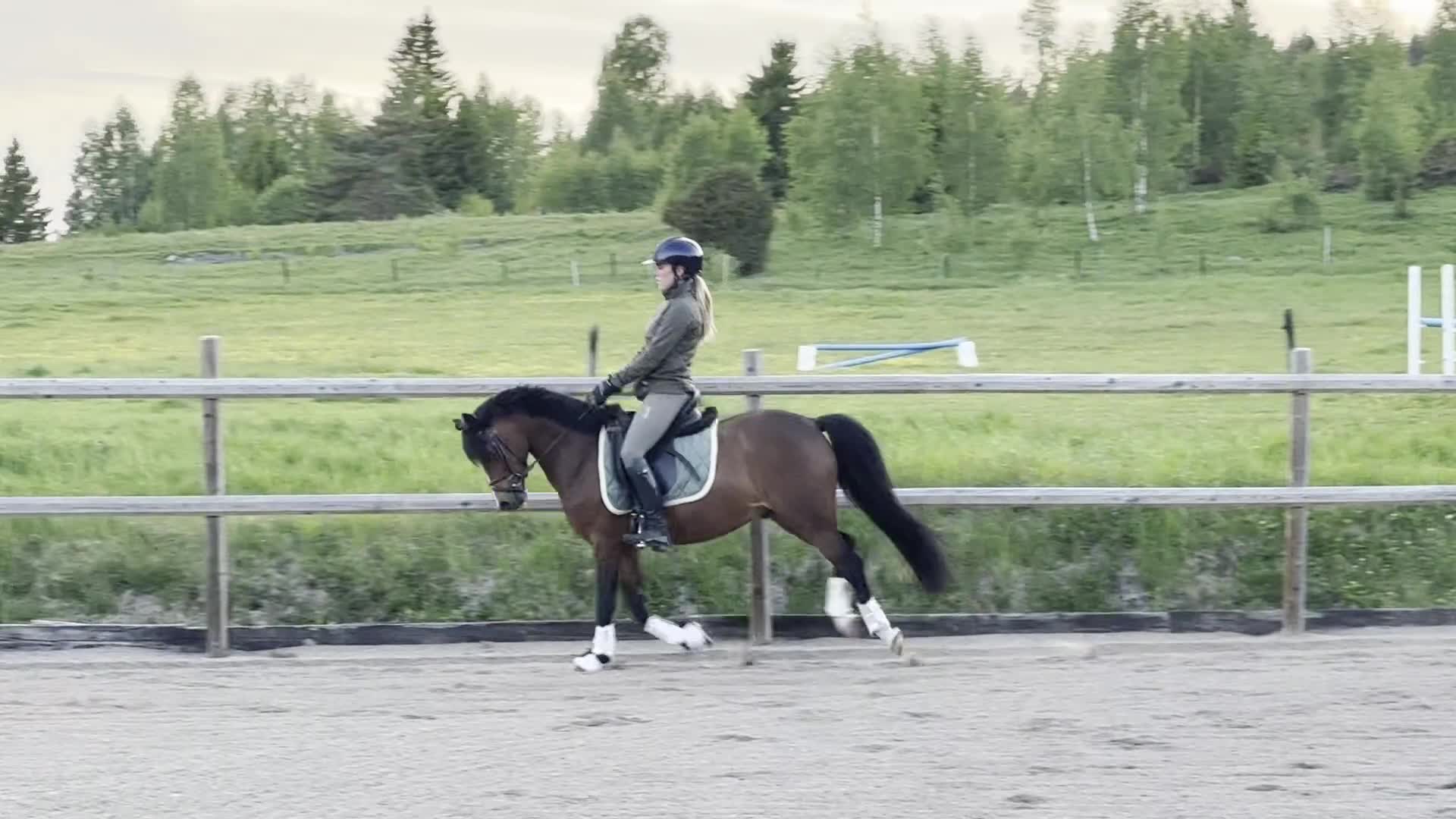 Allround hästar till salu: Perfekta allroundponnyn! - Video 2