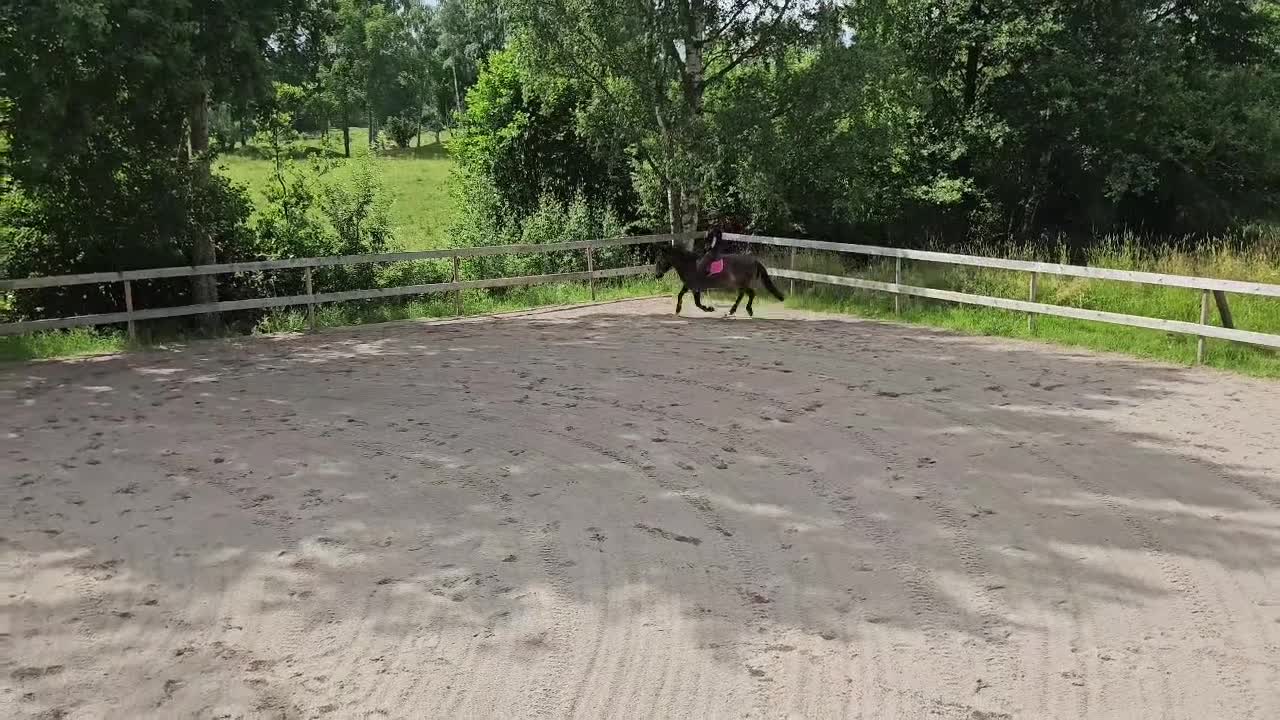 Allround hästar till salu: Snäll B-ponny - Video 2