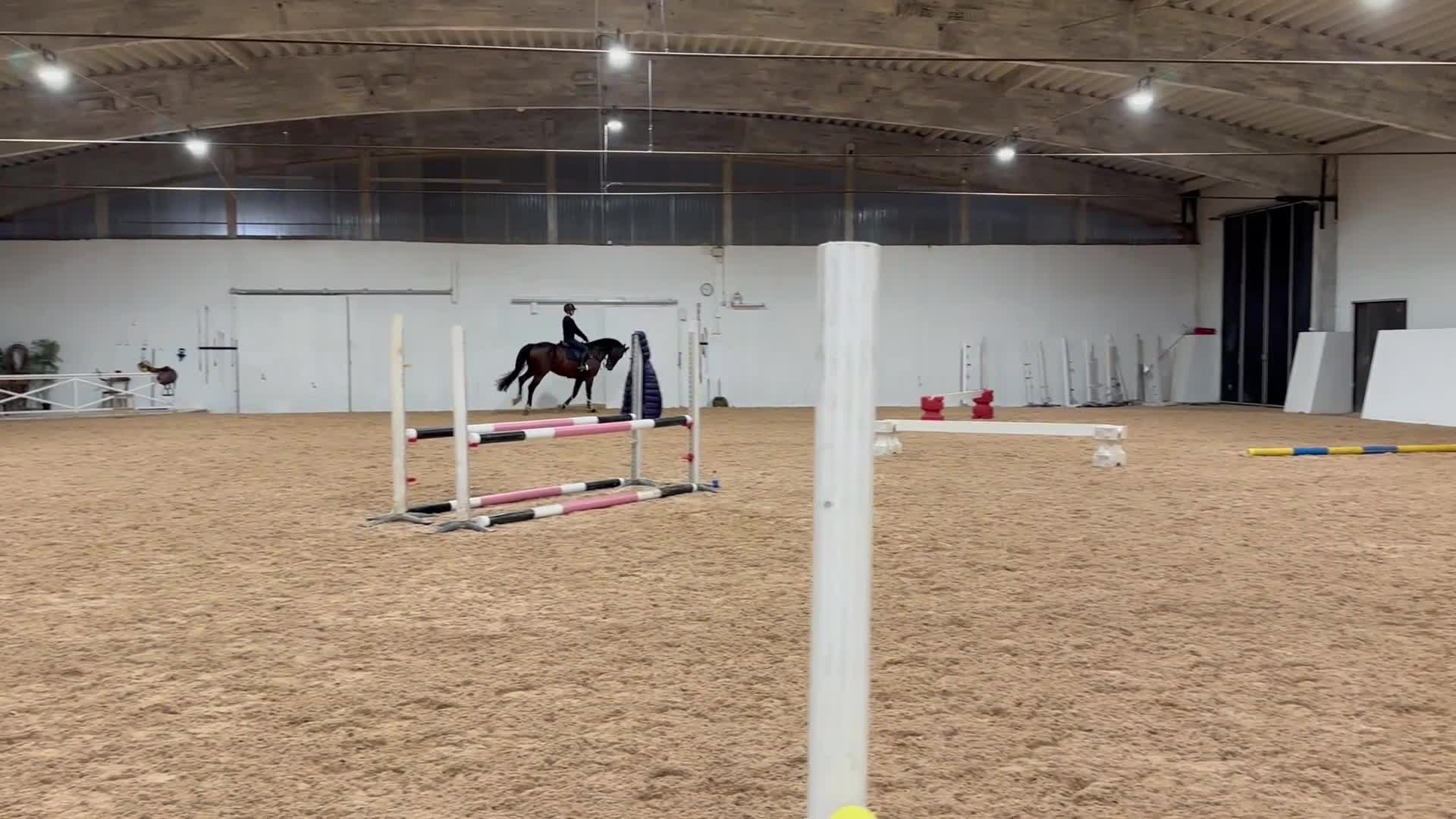 Hoppning hästar till salu: Snygg och modig hopphäst!! - Video 3