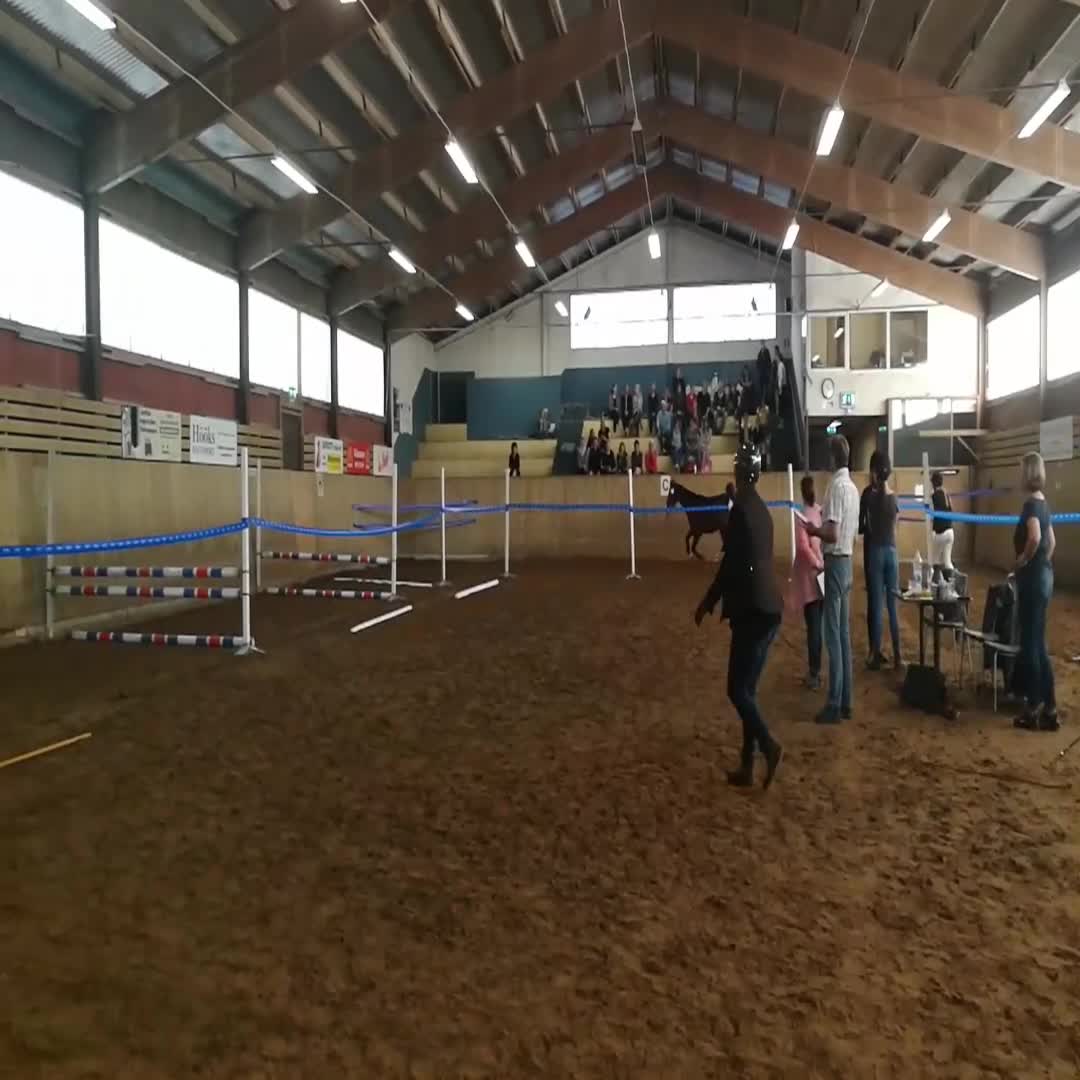 Allround hästar till salu: Bästa kompis potential i Nybro - Video 2