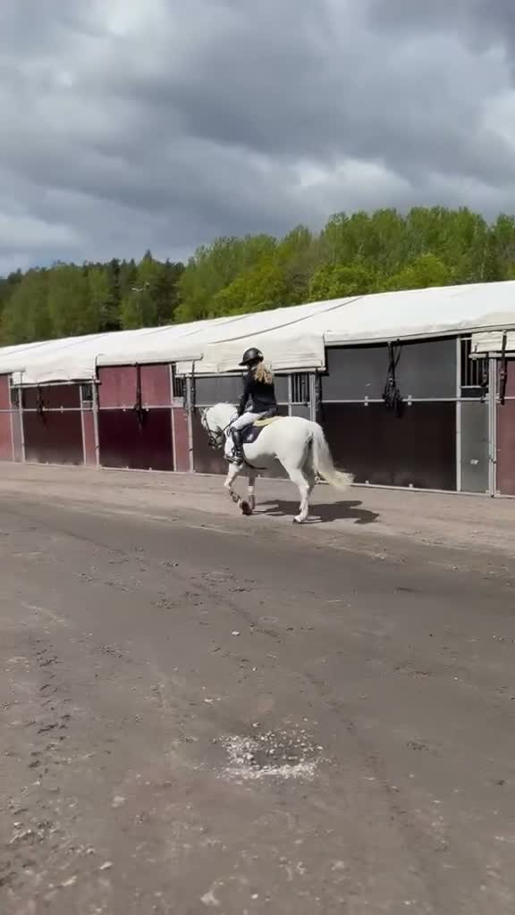 Hoppning hästar till salu: Tävlingsponny - Video 3
