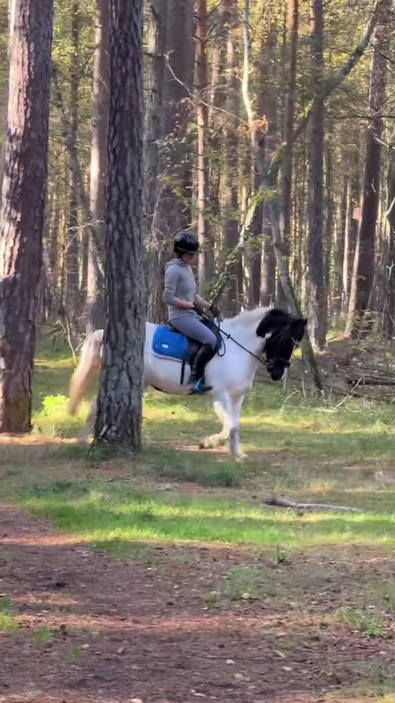 Allround hästar till salu: Buddy- charmig Cponny med mod & personlighet! i Saxtorp - Video 4