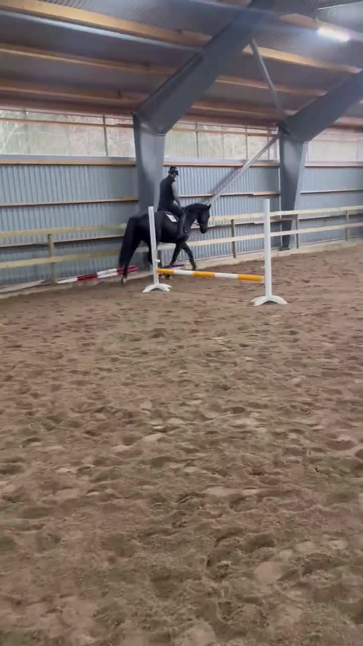 Hoppning hästar till salu: Välstammad & lovande 3-åring i Mönsterås - Video 1