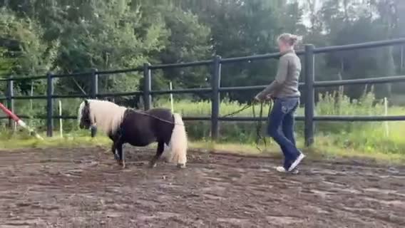 Allround hästar till salu: Våra 2 fina killar❤️ söker nytt hem! - Video 1