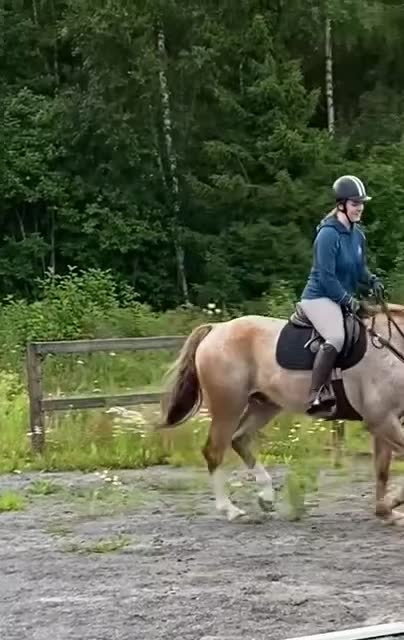 Allround hästar till salu: Guldklimpen är till salu! i Söråker - Video 3