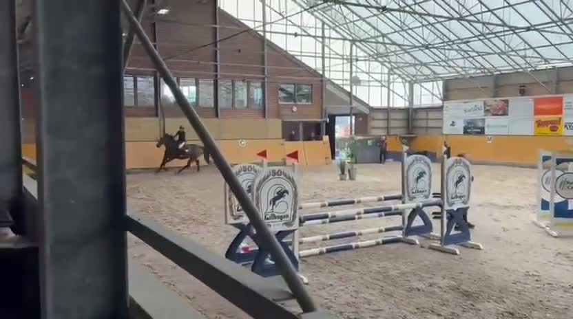 Allround hästar till salu: Fin allround häst - Video 4