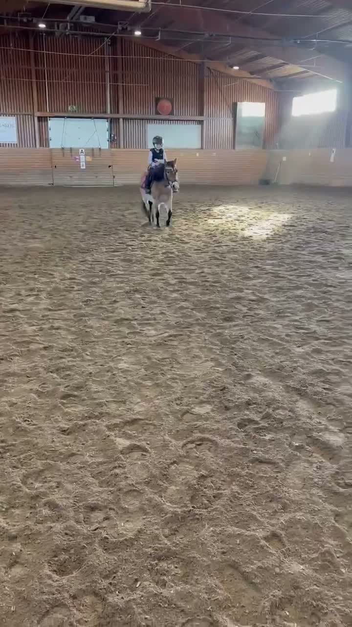 Allround hästar till salu: En bästa kompis🎀 - Video 2
