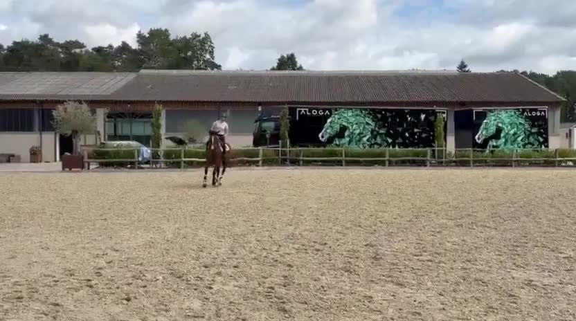 Hoppning hästar till salu: Sto 5 år ee. Kannan ue. Cardento - Video 1