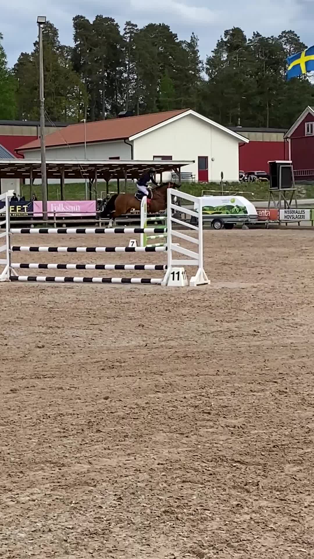 Hoppning hästar till salu: Snygg och modig hopphäst - Video 2