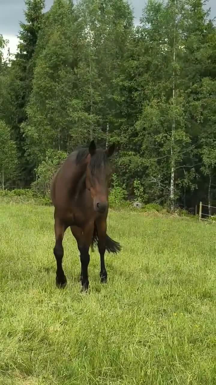 Allround hästar till salu: Snäll, utvecklingsbar valack  - Video 3