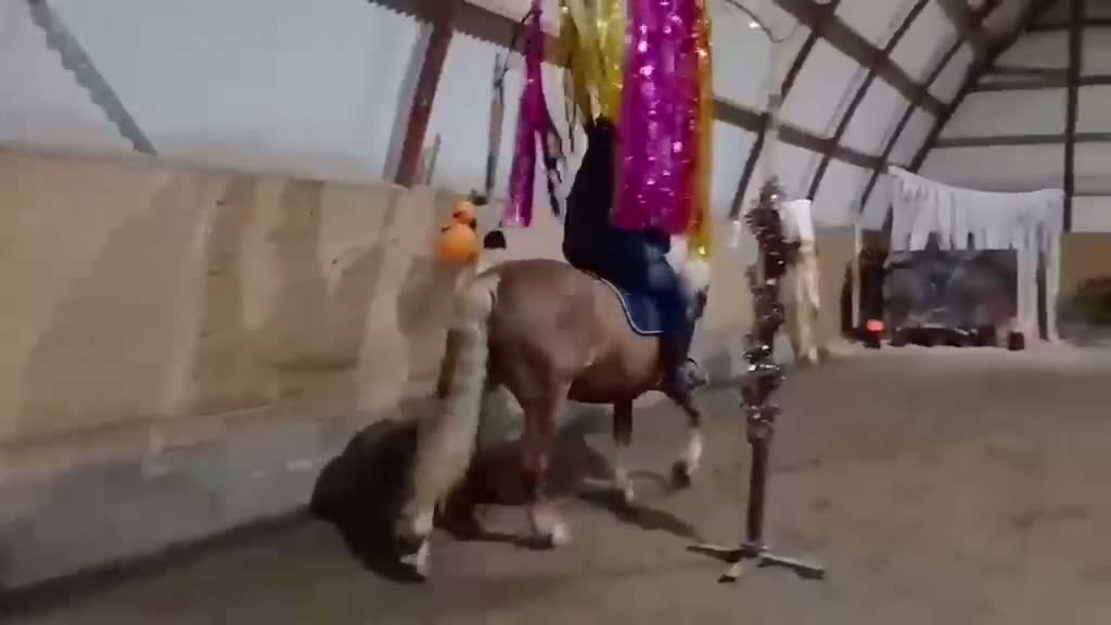 Övrigt hästar till salu: Peska 15-årigt lettiskt kallblod söker nytt hem 🐴 - Video 1