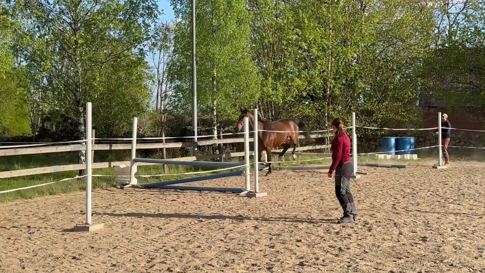 Allround hästar till salu: Trevlig 3-åring i Vissefjärda - Video 3