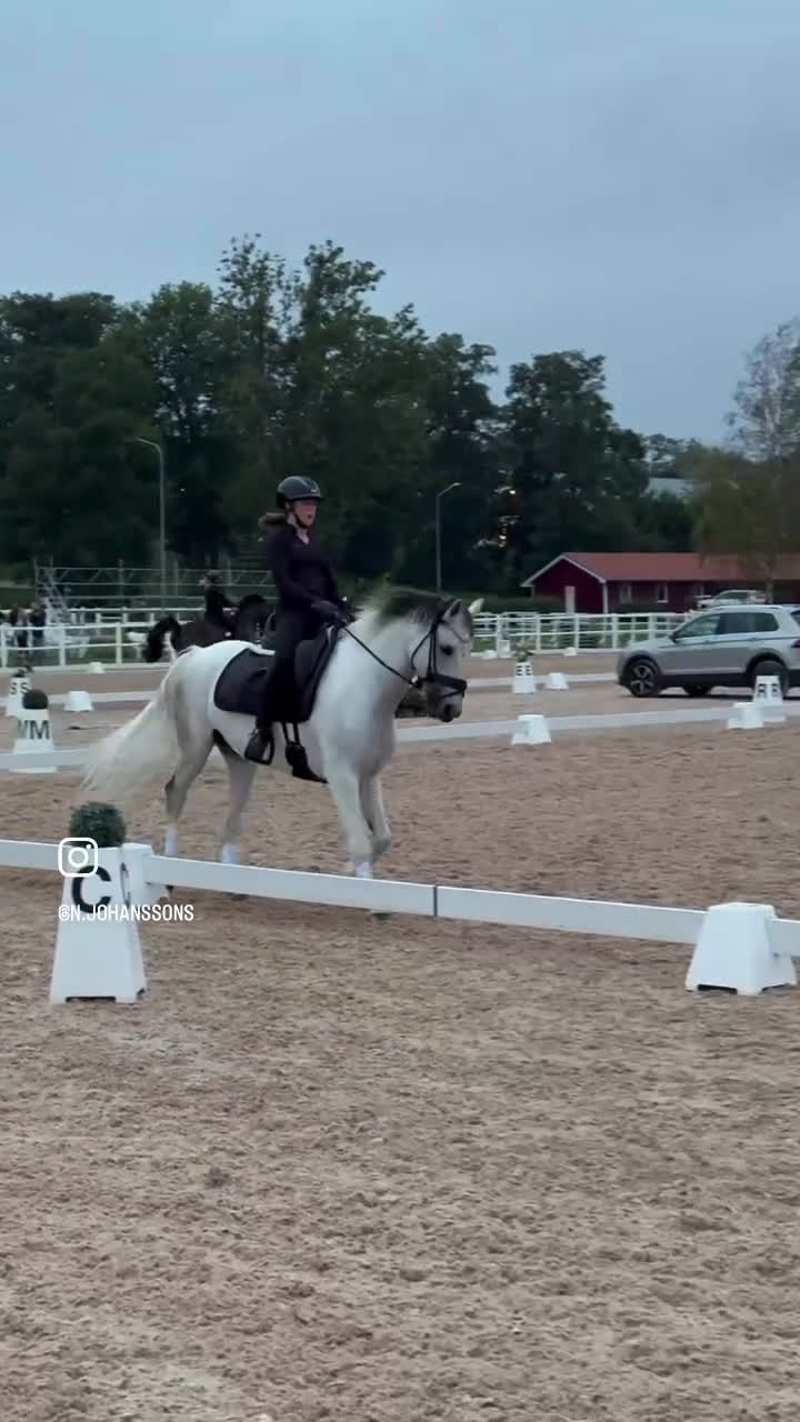 Dressyr hästar till salu: Läromästare och bästa vän! i Linköping - Video 1