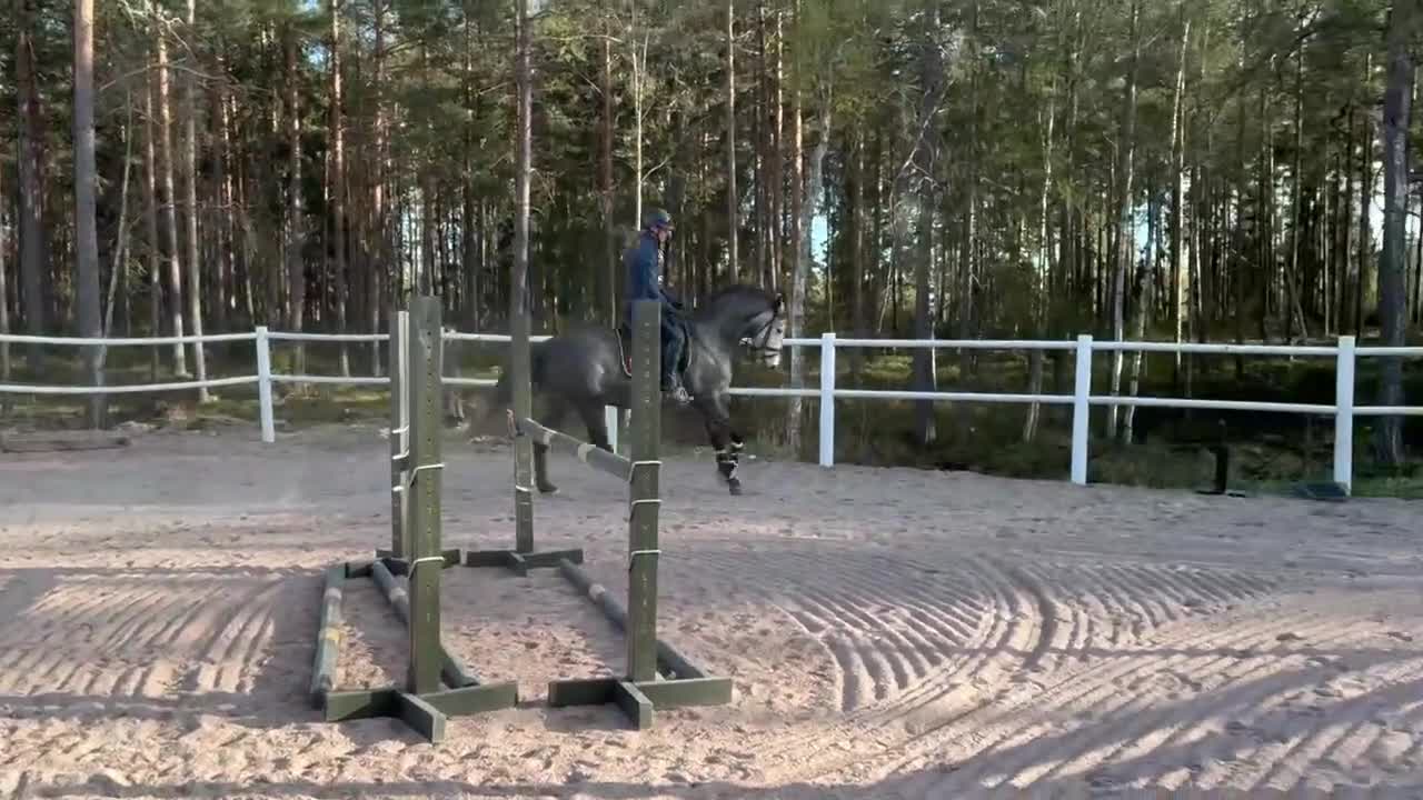 Hoppning hästar till salu: Ett Sto som syns i mängden - Video 1