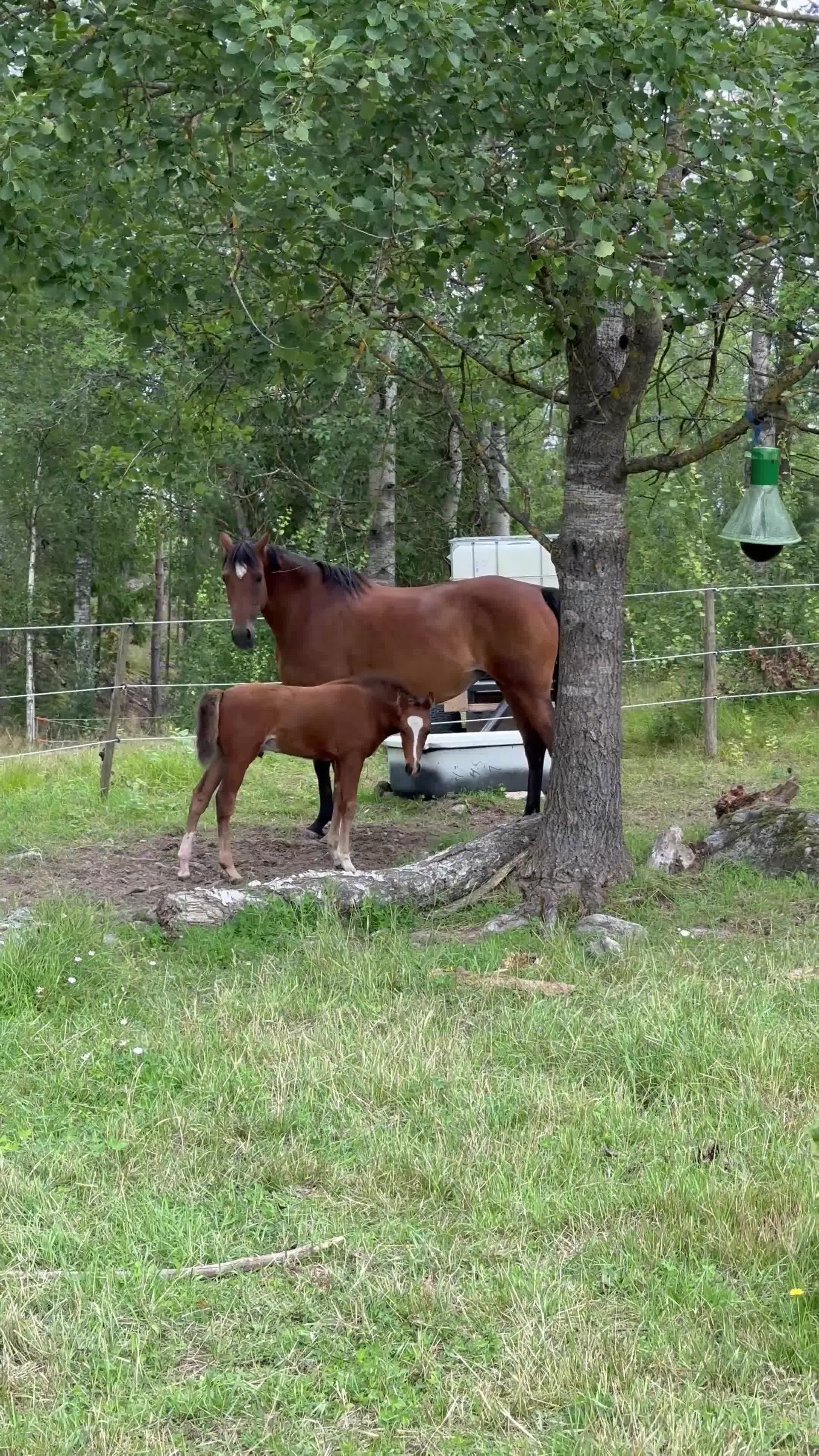 Avelshästar hästar till salu: Selektionssto för avel i Tystberga - Video 1