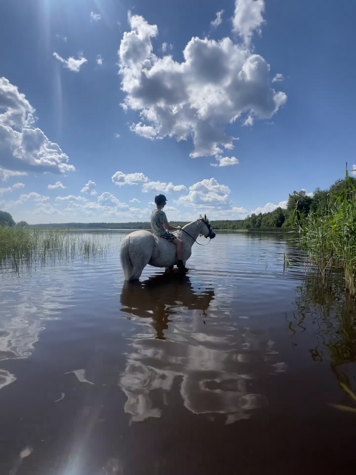 Hoppning hästar till salu: Balla Bella söker ny kompis! - Video 3