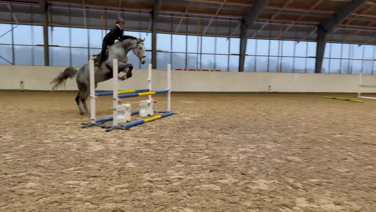 Hoppning hästar till salu: Toppstammad grön 5 åring  i Södra Sandby - Video 2