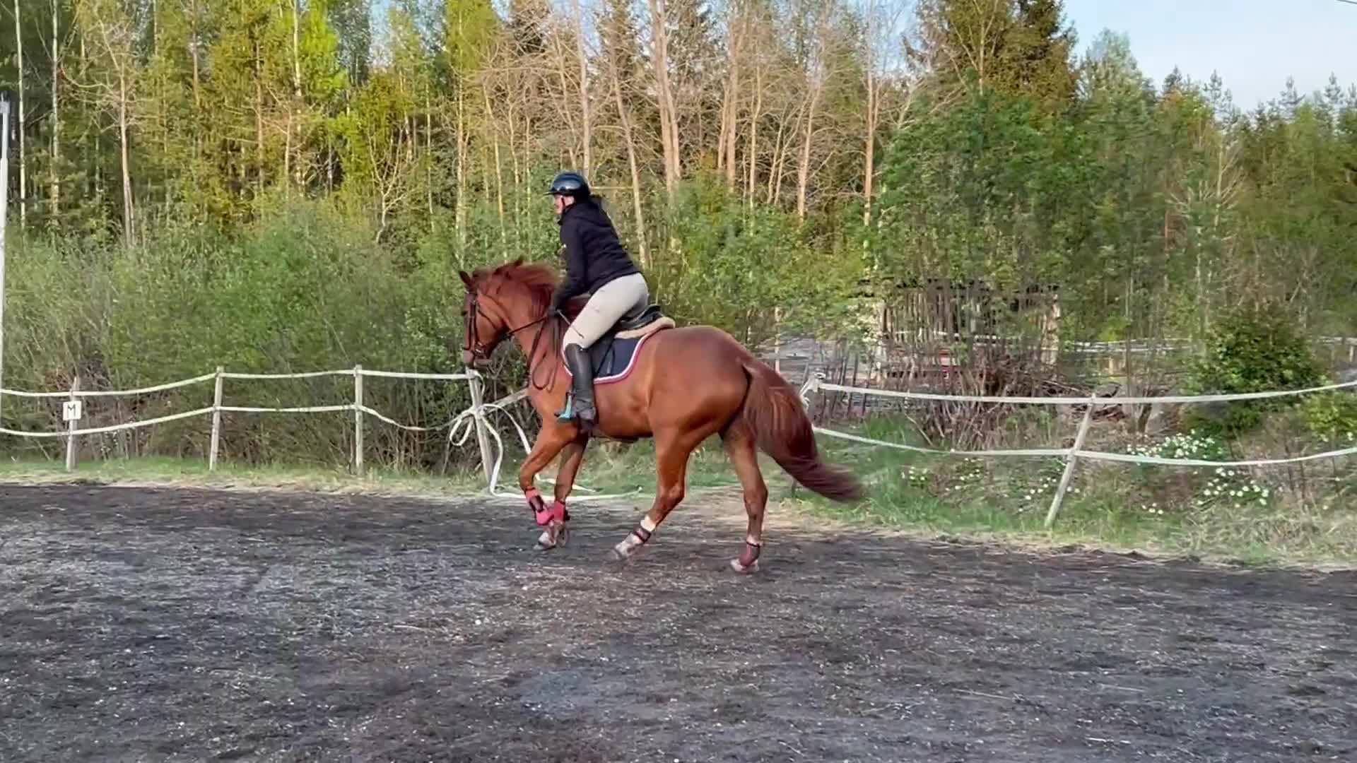 Allround hästar till salu: Okomplicerad 3-årig SWB val - Video 1