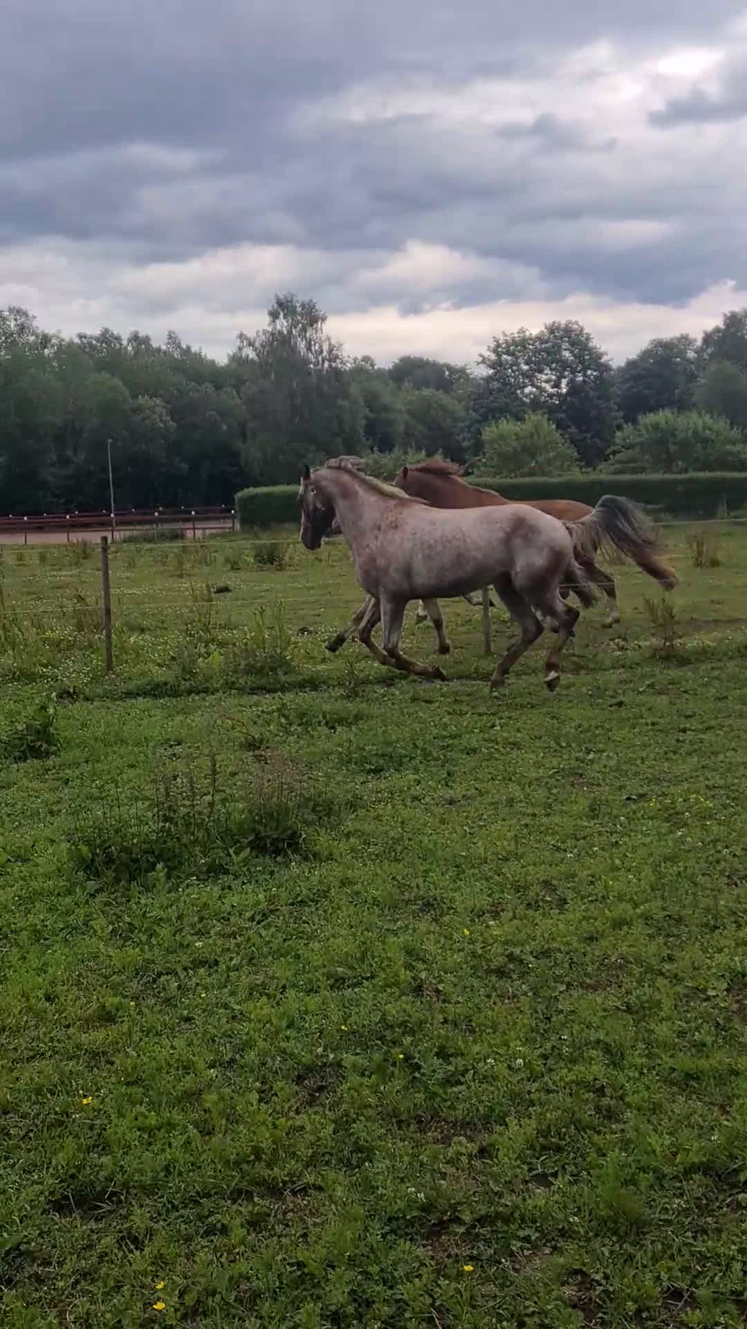Allround hästar till salu: Drömponny  i Munka-ljungby - Video 4