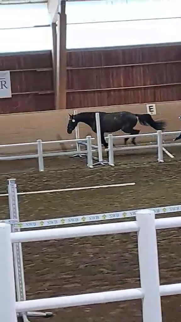 Dressyr hästar till salu: Dressyrtalang 5 årig valack e Americano GJ  i Skärhamn - Video 3