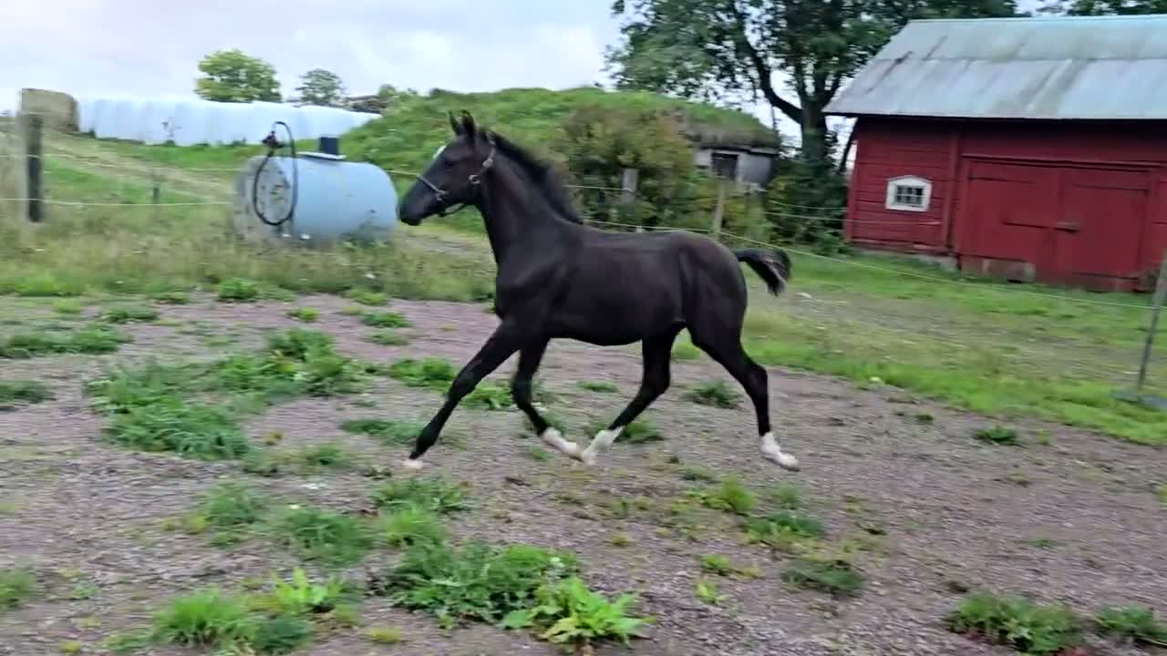 Dressyr hästar till salu: Svart hingstföl - Video 2