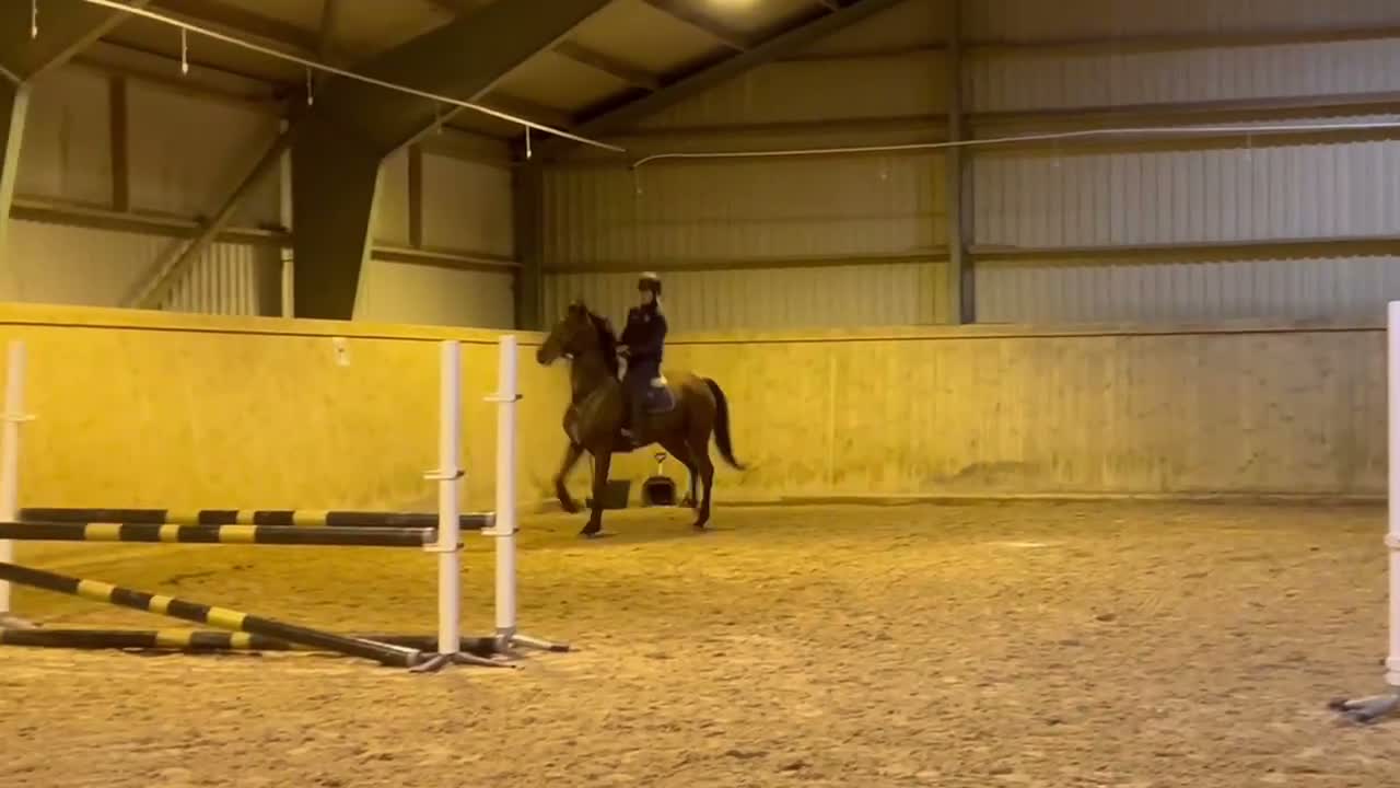 Hoppning hästar till salu: Projekt häst med meriterade syskon - Video 2