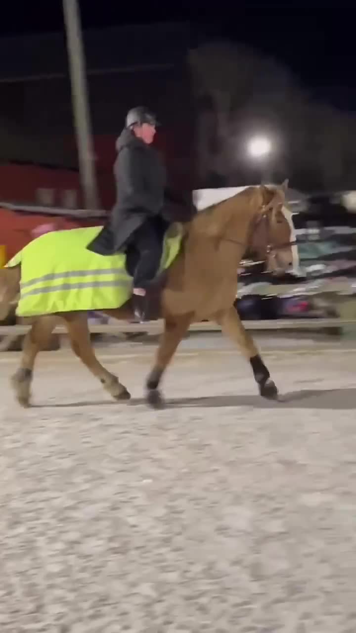 Allround hästar till salu: Stor nordsvensk travarvalack - Video 1