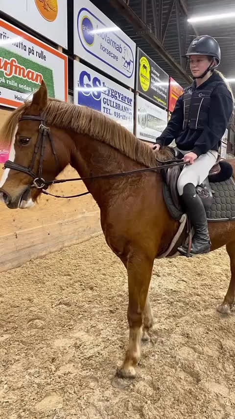 Allround hästar till salu: Trevlig ungponny - Video 1