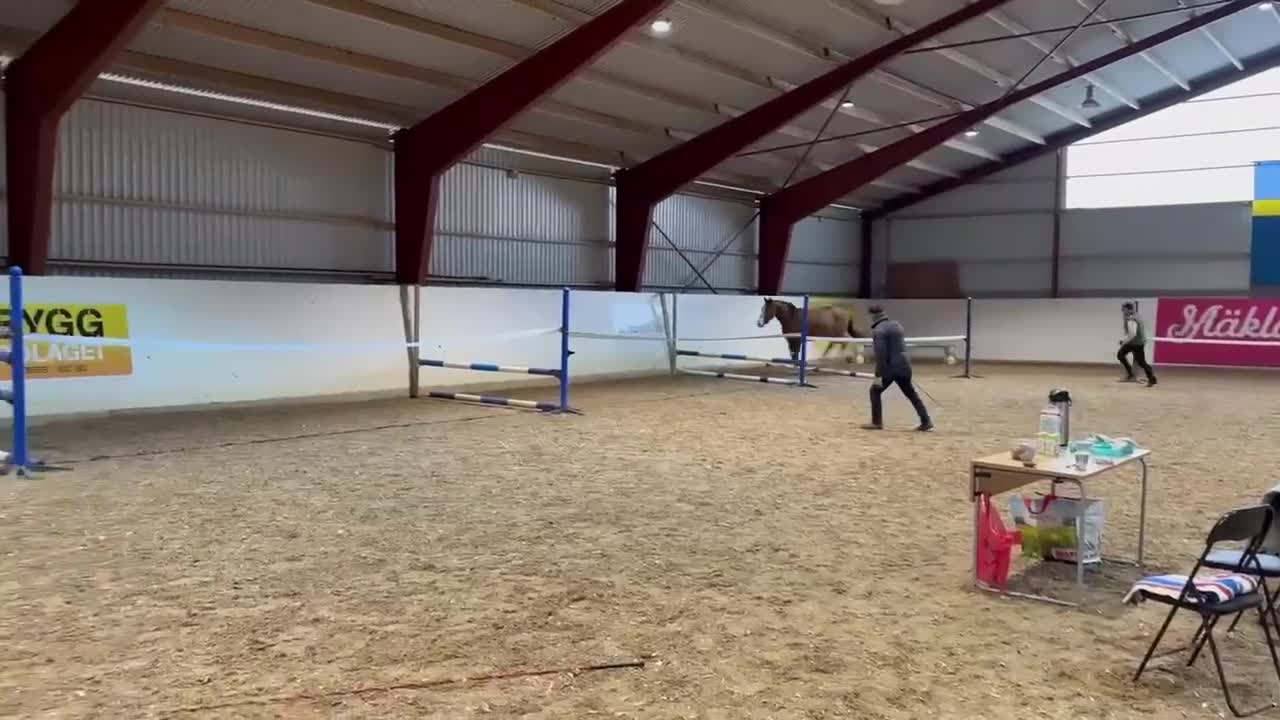 Hoppning hästar till salu: Trevlig 5-årig valack  - Video 1