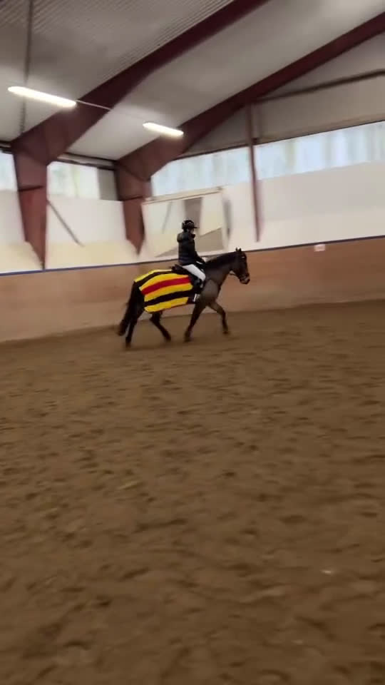 Hoppning hästar till salu: Mycket trevlig ponny! Reserverad! - Video 3