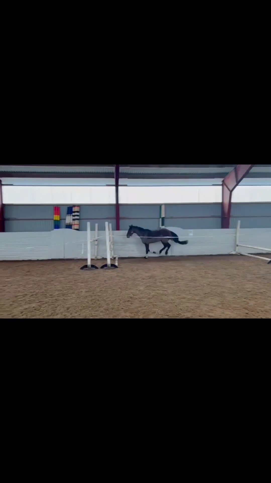 Hoppning hästar till salu: Hopponny med kapacitet för framtiden  - Video 2