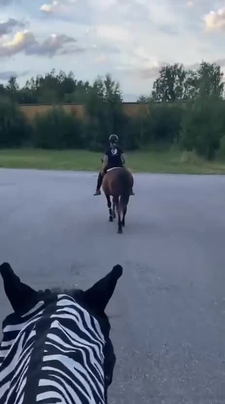 Allround hästar till salu: Elagro söker nytt hem i Tun - Video 1
