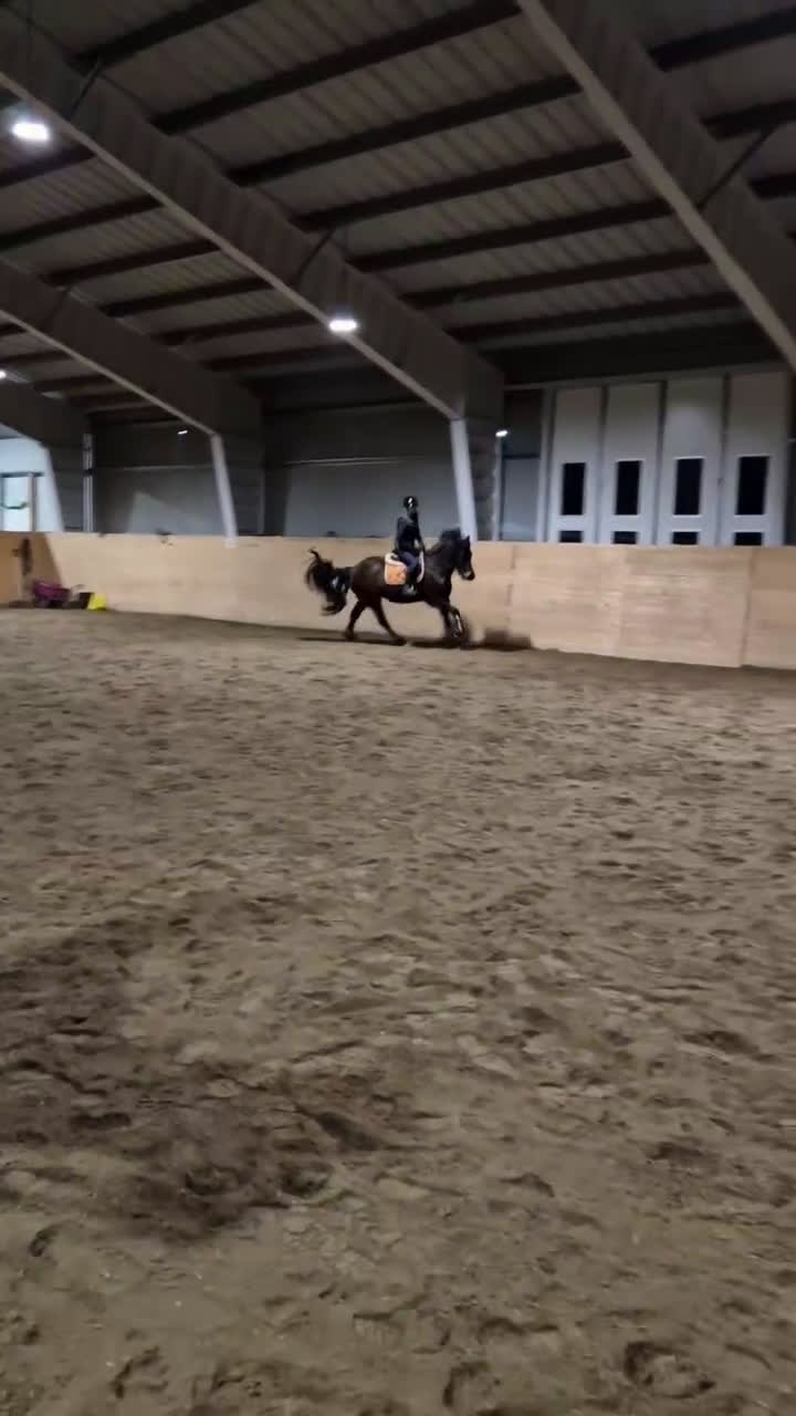 Allround hästar till salu: Kallblodssto med stor potential! - Video 1