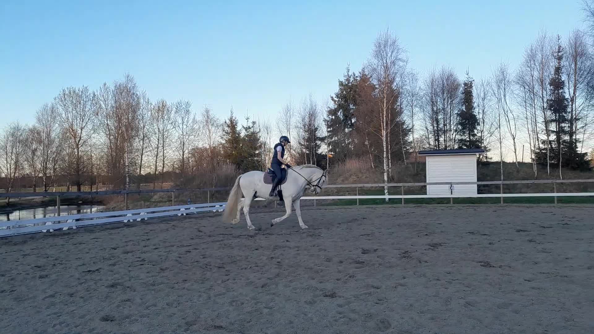 Övrigt hästar till salu: Vänlig PRE valack! - Video 2